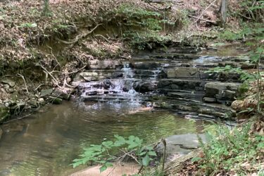 A serene forest scene featuring a small stream with gently flowing water over rocky outcrops. Surrounding the stream are lush green leaves and various plants, with sun-dappled areas on the ground covered in fallen leaves. The landscape conveys a peaceful, natural setting. Angler's Ridge mountain bike trail.