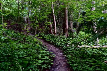 A narrow dirt path leading through a dense forest, surrounded by lush green foliage and trees. The scene captures the tranquility of nature, with vibrant leaves and a soft, natural feel. Springbank park mountain bike trail.