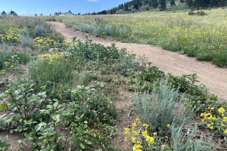 A narrow dirt path winds through a grassy field adorned with various wildflowers, including clusters of yellow blooms and green foliage. In the background, a hillside with trees rises against a bright blue sky with a few white clouds. A small building is visible in the distance.
