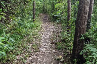 A dirt path winding through a lush green forest, lined with trees and scattered with fallen leaves, creating a serene and natural atmosphere. Hewen's Creek mountain bike trail.