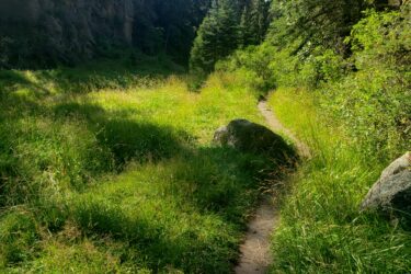 A view from the handlebars of a mountain bike on a grassy trail surrounded by tall trees and rocky elements, under a clear blue sky. East Fork mountain bike trail.