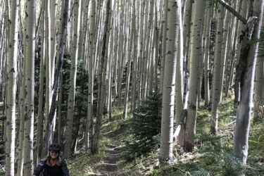 A person riding a mountain bike on a winding trail through a dense aspen tree forest, with tall, slender white trunks and greenery surrounding the path. South Boundary (164) mountain bike trail.