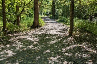 A sunlit path winding through a forest, bordered by tall trees with green leaves. The ground is covered with fallen leaves, and dappled sunlight creates shadows on the trail. The scene conveys a peaceful and serene natural environment. Morton-Taylor Trail mountain bike trail.