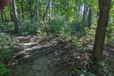 A sunlight-dappled wooded area featuring a dirt path that forks in two directions. The scene is lush with green foliage, trees with textured bark, and underbrush, creating a serene and natural setting. Morton-Taylor Trail mountain bike trail.
