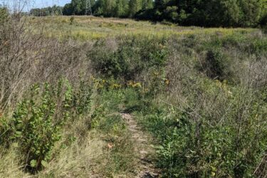 A narrow dirt path winding through tall grass and vegetation, with power lines stretching across a clear blue sky. In the background, there are clusters of trees indicating a forested area. The scene is bright and sunny, suggesting a peaceful outdoor environment. Morton-Taylor Trail mountain bike trail.