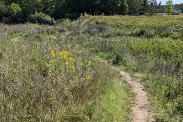 A dirt path winding through a grassy field with wildflowers, leading towards trees in the distance under a clear blue sky. Power lines are visible overhead. Morton-Taylor Trail mountain bike trail.