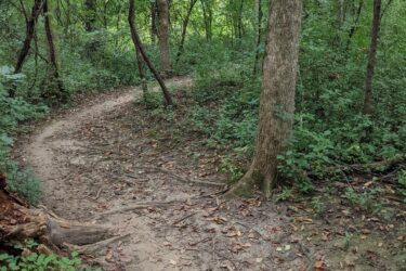 A winding dirt path through a lush green forest, with trees and underbrush on either side. Fallen leaves are scattered along the trail, and the sunlight filters through the canopy overhead. Olson Park mountain bike trail.