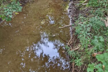 A narrow, shallow creek surrounded by lush greenery, with reflections of trees and foliage in the water. A wooden railing borders the scene, and the bank features a mix of plants and fallen branches. Olson Park mountain bike trail.