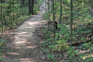 A winding dirt path through a lush green forest, bordered by tall trees and underbrush. Sunlight filters through the leaves, casting dappled shadows on the trail, which leads further into the woods. Potawatomi trail mountain bike trail.