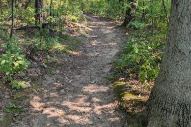 A narrow, sandy trail winding through a lush forest, surrounded by tall trees and dense greenery. Sunlight filters through the leaves, casting dappled shadows on the ground. Potawatomi trail mountain bike trail.
