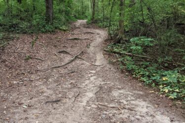 A winding dirt path through a lush green forest, surrounded by trees and undergrowth, with visible tree roots and scattered leaves on the ground. Potawatomi trail mountain bike trail.