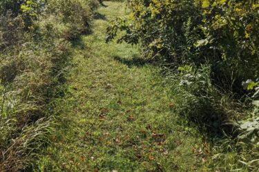 A grassy pathway surrounded by tall vegetation and trees, leading through a sunny landscape under a clear blue sky. The ground is covered with scattered leaves, indicating the transition of seasons. Olson Park mountain bike trail.