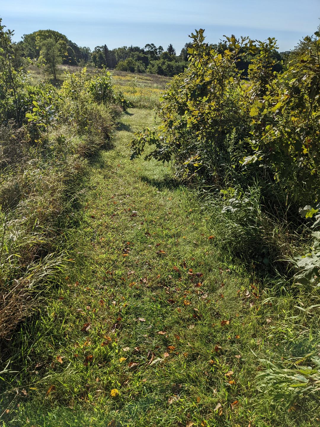 A grassy pathway surrounded by tall vegetation and trees, leading through a sunny landscape under a clear blue sky. The ground is covered with scattered leaves, indicating the transition of seasons. Olson Park mountain bike trail.