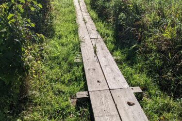 A wooden boardwalk extends through a lush green meadow, bordered by tall grasses and wildflowers under a clear blue sky. Sunlight filters through the trees, creating a serene and natural pathway. Olson Park mountain bike trail.