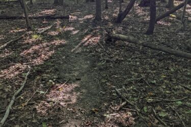 A sunlight-dappled path winding through a forest, surrounded by tall trees and scattered fallen branches and leaves. The ground is earthy and slightly uneven, leading into a brighter area in the distance. Sharon Mills MTB Trails mountain bike trail.