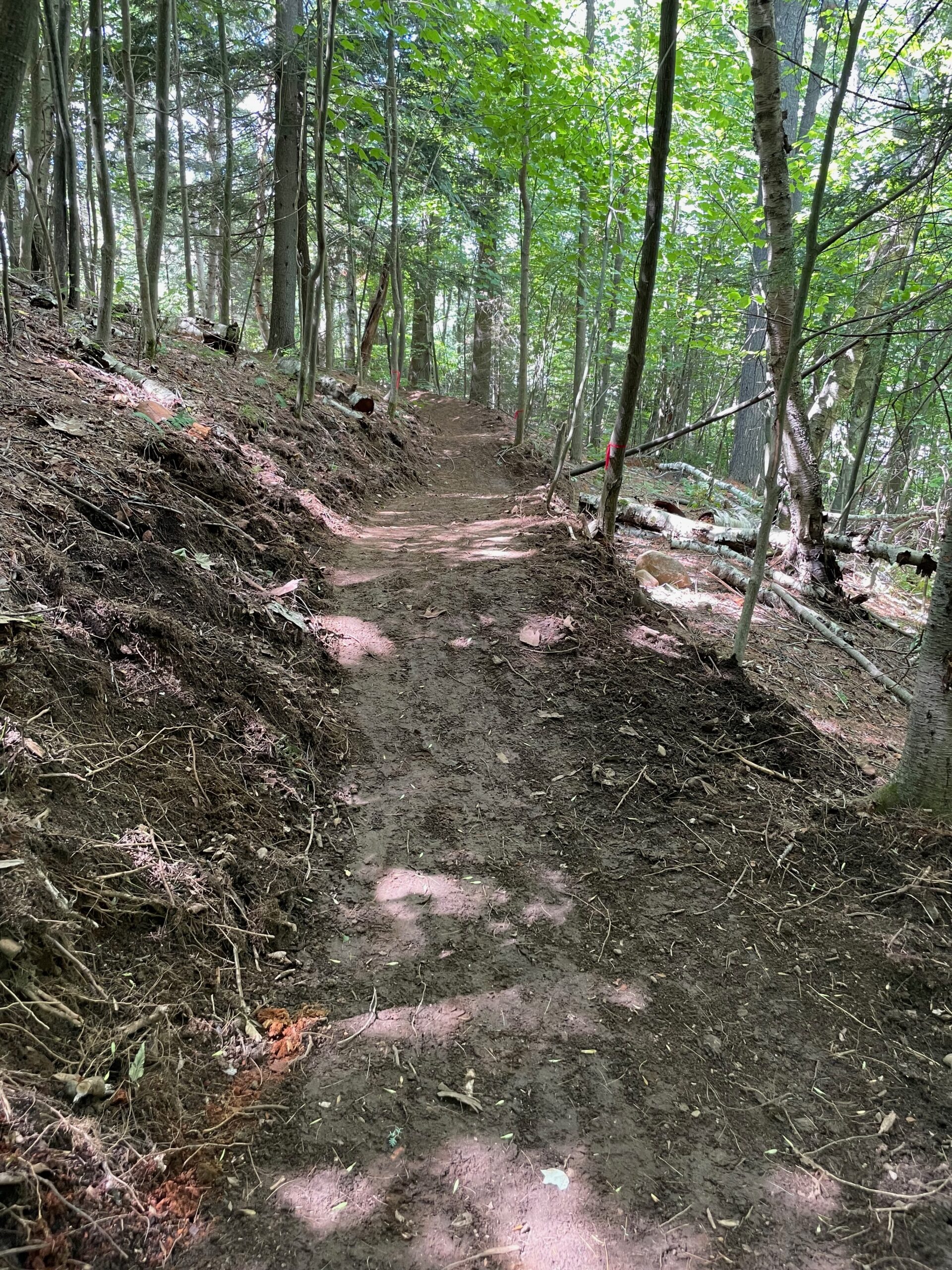 A winding dirt path through a forested area, bordered by trees and underbrush, with sunlight filtering through the leaves, casting dappled shadows on the trail. Start Me Up mountain bike trail.