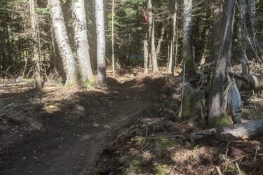 A narrow dirt trail winding through a forested area, surrounded by tall trees with green foliage. Sunlight filters through the branches, illuminating the path which is bordered by patches of moss and fallen leaves. A section of the trail curves gently to the right. Red markers are visible on some trees, indicating the trail route. Start Me Up mountain bike trail.