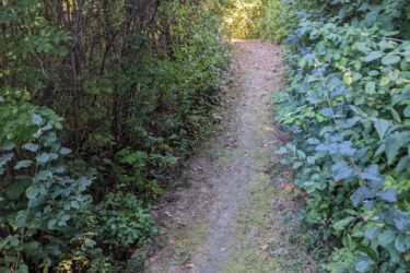 A narrow, well-worn dirt path surrounded by lush green foliage and small shrubs, leading into a sunlit area at the far end. Some fallen leaves are scattered along the path, indicating the season. The trail is flanked by dense greenery on both sides, creating a natural tunnel effect. Morton-Taylor Trail mountain bike trail.
