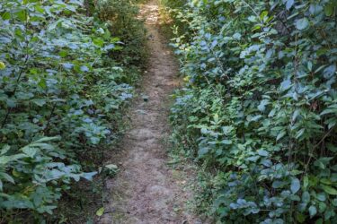 A narrow dirt path surrounded by lush green foliage, leading into a sunlit area at the end of the trail. Morton-Taylor Trail mountain bike trail.