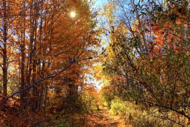 A scenic pathway through a vibrant autumn forest, featuring trees with orange and yellow leaves under a clear blue sky. A small puddle on the ground reflects the surrounding foliage and sunlight. The path is lined with fallen leaves, creating a picturesque, tranquil atmosphere. Blind Line mountain bike trail.