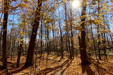 A sunlit forest scene in autumn, featuring tall trees with orange and yellow leaves, casting long shadows on a path covered in fallen foliage. The bright blue sky contrasts with the warm colors of the leaves, creating a serene atmosphere. Stony Swamp Conservation Area Trails mountain bike trail.
