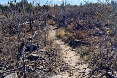 A winding dirt path leads through a dry, sparse landscape with scattered rocks and shrubs under a clear blue sky. The area appears to be recovering from a previous disturbance, indicated by the presence of bare trees and remnants of vegetation. Stony Swamp Conservation Area Trails mountain bike trail.