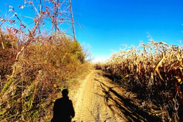 A dirt path surrounded by tall corn fields and overgrown vegetation, with a power line tower in the background under a clear blue sky. A person's shadow is visible in the foreground, holding a bicycle. Blind Line mountain bike trail.