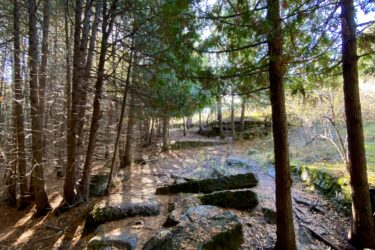 A wooded path lined with tall trees and moss-covered rocks. Sunlight filters through the branches, casting shadows on the ground covered with fallen leaves. Stony Swamp Conservation Area Trails mountain bike trail.