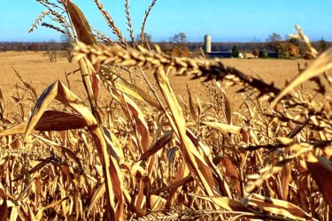 A close-up view of dry corn stalks in a field, with a clear blue sky in the background. A barn and trees are visible in the distant landscape. The image captures the golden hues of the corn and the peaceful rural setting. Blind Line mountain bike trail.