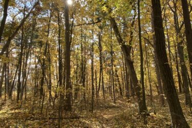 A sun-dappled forest path surrounded by trees with vibrant autumn foliage, including oranges, yellows, and greens. The ground is covered in fallen leaves, and sunlight filters through the canopy, creating a warm and inviting atmosphere. Pinery Provincial Park mountain bike trail.