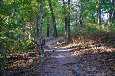 A winding dirt path through a lush forest, surrounded by tall trees and green foliage. Sunlight filters through the leaves, casting gentle shadows on the ground covered with leaves and small branches. Hand Cut Hollow mountain bike trail.