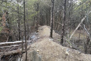 A narrow dirt path surrounded by tall, slender trees in a forest. The trail has scattered rocks and fallen branches, leading through a densely wooded area with green foliage. Lehigh Portland Trails mountain bike trail.