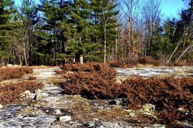 A scenic landscape featuring a rocky terrain scattered with brown shrubs and surrounded by various trees, including tall evergreens. The sky is bright blue, indicating a clear day, and electrical lines stretch across the upper portion of the image. Stony Swamp Conservation Area Trails mountain bike trail.