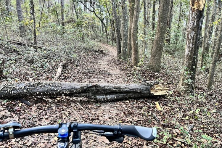 A view of a narrow dirt biking trail surrounded by trees, with a fallen log partially blocking the path. The handlebars of a mountain bike are visible in the foreground, and the ground is covered with fallen leaves.