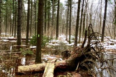 A tranquil forest scene featuring tall pine trees, with a fallen tree creating a natural bridge over a small area of water. The ground is reflective due to the water, and patches of melting snow can be seen among the vegetation. The setting suggests a peaceful, slightly wet woodland environment. Inglis falls West rock mountain bike trail.