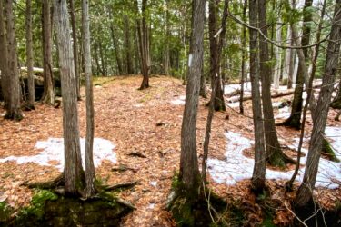 A wooded area with tall trees and a layer of fallen leaves on the ground, some patches of snow remain visible. A narrow, rocky trench runs through the landscape, flanked by trees on either side. The scene is serene and depicts a natural setting in early spring or late winter. Inglis falls West rock mountain bike trail.