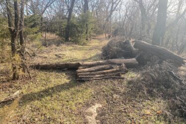 A narrow dirt path surrounded by trees, with several fallen logs and branches obstructing the trail. The scene is illuminated by soft sunlight, highlighting patches of grass and scattered leaves on the ground. North Loop mountain bike trail.