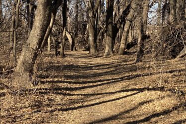A winding dirt path through a wooded area, lined with leafless trees and shadows cast by the afternoon sun. The ground is covered with fallen leaves, creating a natural, earthy texture. Cheney Lake Main Trail mountain bike trail.