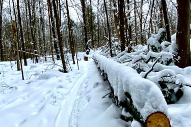 Snow-covered forest path with freshly fallen snow on the ground and logs stacked alongside the trail. Tall, leafless trees are visible in the background under a cloudy sky. Tracks in the snow suggest recent activity. Kanata Trail System mountain bike trail.