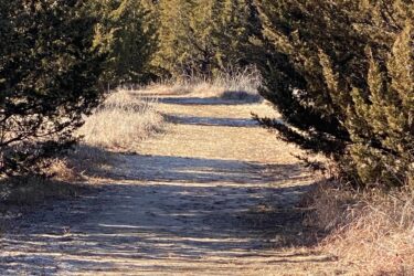 A dirt path winding through a grove of tall green shrubs and trees under a clear blue sky. The path is bordered by dry grass and appears well-worn, suggesting frequent use. Cheney Lake Main Trail mountain bike trail.