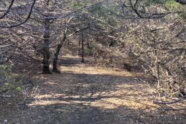 A narrow dirt path winding through a wooded area, surrounded by bare branches and sparse greenery. Sunlight filters through the trees, casting gentle shadows on the ground covered with dry leaves. North Loop mountain bike trail.