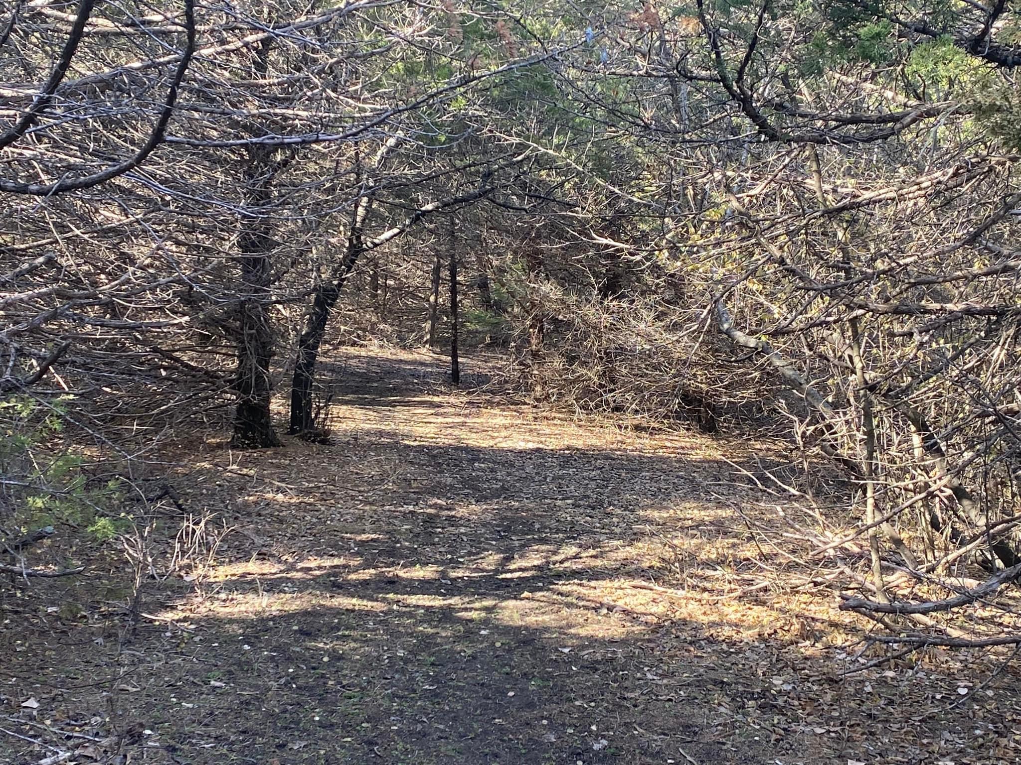 A narrow dirt path winding through a wooded area, surrounded by bare branches and sparse greenery. Sunlight filters through the trees, casting gentle shadows on the ground covered with dry leaves. North Loop mountain bike trail.