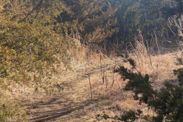 A winding dirt path through a natural landscape, surrounded by tall grasses and shrubs, under sunlight filtering through the trees. North Loop mountain bike trail.