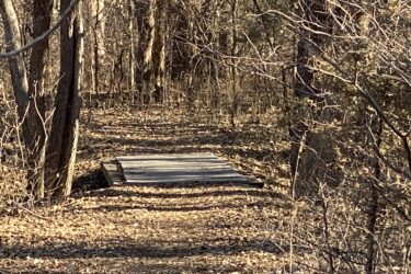 A narrow wooden bridge or boardwalk in a wooded area, surrounded by trees and fallen leaves, with a clear path leading through the dense vegetation. The scene is sunlit, showcasing a tranquil nature trail. Cheney Lake Main Trail mountain bike trail.