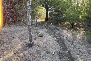 A winding dirt path through a wooded area with sparse grass and young trees. Sunlight filters through the branches, illuminating parts of the trail and surrounding vegetation. Small rocks and dry foliage are scattered along the ground. North Loop mountain bike trail.