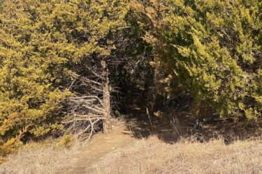 A narrow dirt path surrounded by dense greenery, leading into a forest. The area features various shades of green from the foliage and dry grass at the base, suggesting a natural, wooded environment. North Loop mountain bike trail.