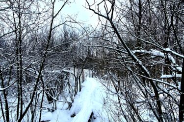 A snow-covered path winding through a forest with bare trees. The landscape is tranquil and wintery, featuring fallen branches and untouched snow on either side of the narrow trail. The sky is overcast, adding to the serene atmosphere of the scene. South March Highlands mountain bike trail.