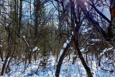 A winter forest scene featuring bare trees with scattered patches of snow on the ground and branches. The sunlight peeks through the trees, illuminating the snow and creating shadows on the forest floor. The sky is clear with a few clouds, adding to the serene atmosphere. Inglis falls West rock mountain bike trail.