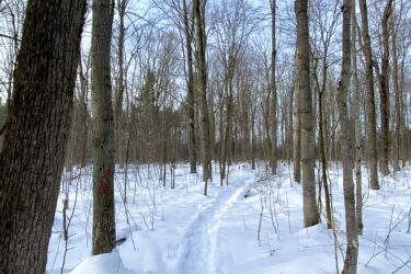 A snow-covered hiking trail winding through a forest of bare trees, with clear blue skies overhead and footprints leading into the distance. Red markings on tree trunks indicate the trail path amidst the serene winter landscape. Inglis falls West rock mountain bike trail.