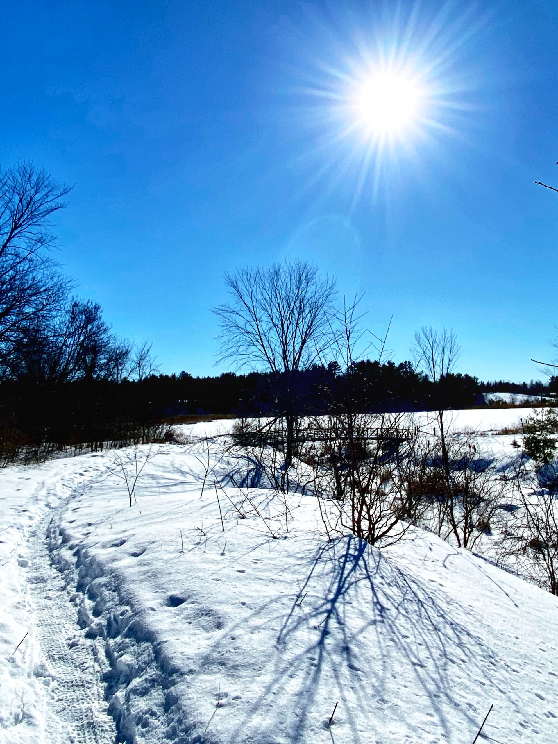 A bright sun shines directly overhead in a clear blue sky, illuminating a snowy landscape. A winding path cuts through the snow, bordered by leafless trees and shrubs casting long shadows on the white surface. In the background, the horizon is lined with more trees, creating a peaceful winter scene. Bruce Pit mountain bike trail.
